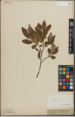 Foto von Salix lapponum L. x Salix silesiaca Willd.